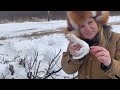 Trapping winter ermine in culverts in wisconsin