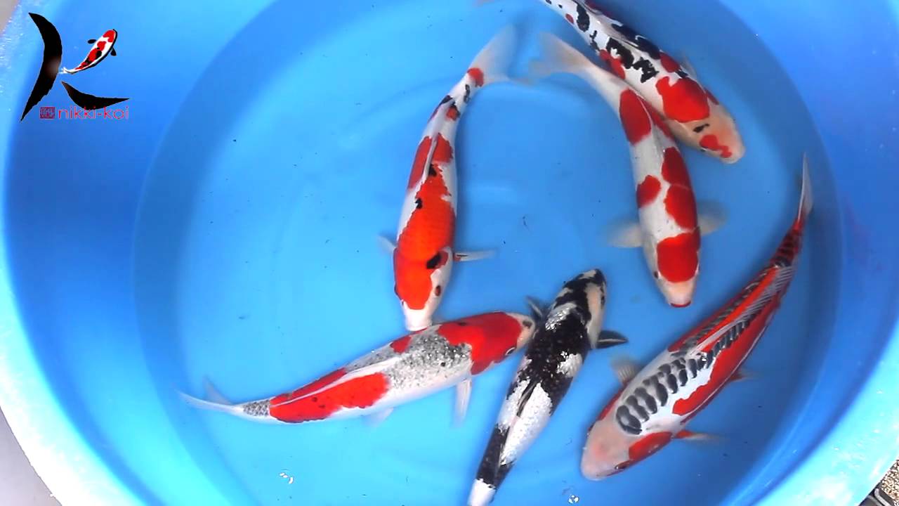 Aqua Contor Japan Koi Import / Export - Grosshandel - YouTube