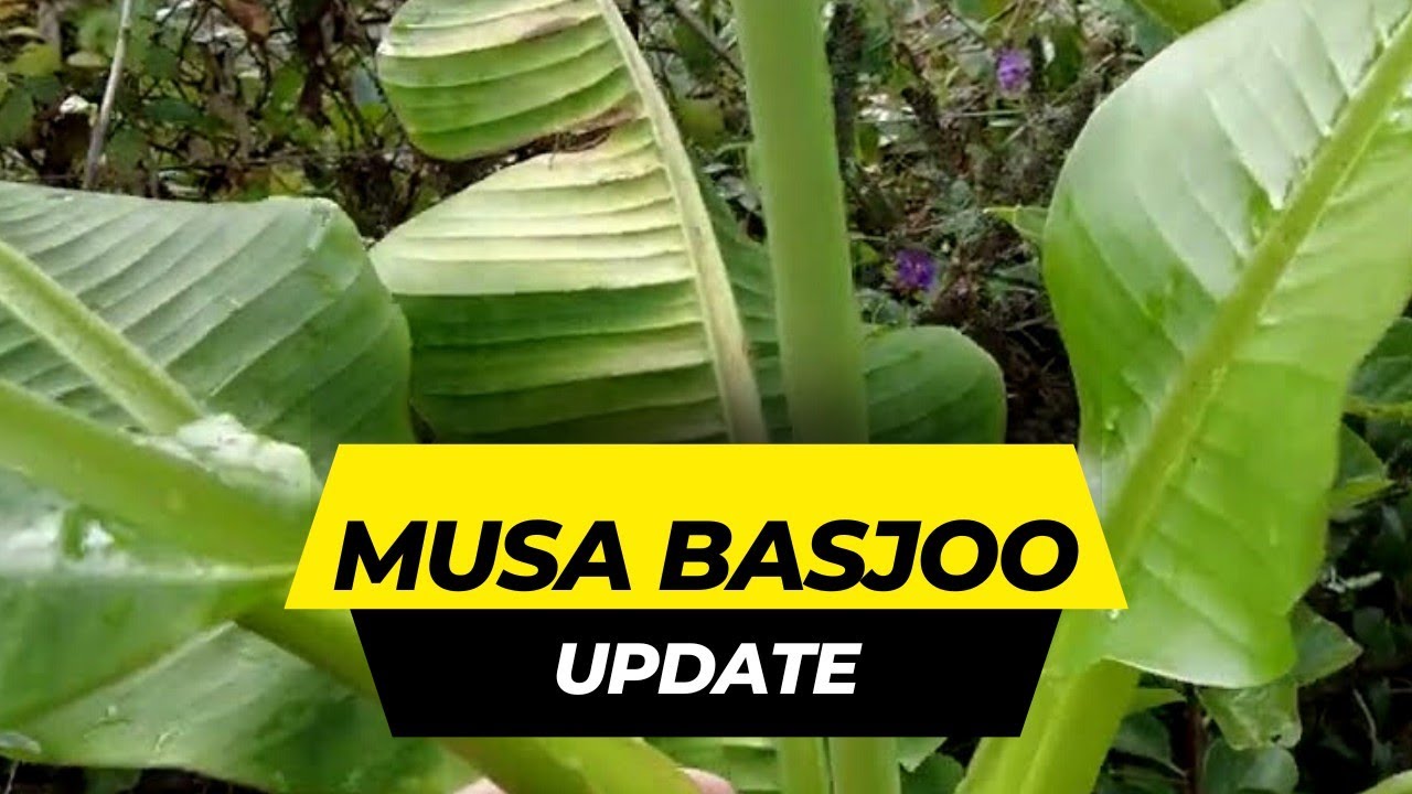 Musa basjoo im September: So stark ist sie gewachsen