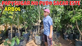 Camarón puso a Julito a escoger los árboles que va a comprar por los que corto. Parte 7