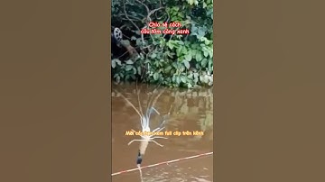 Cách câu tôm càng xanh trên sông #shorts #cautom #cauca #batca