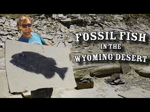 FOSSIL FISH!! | 7 days Fossil Hunting the Green River Formation&rsquo;s 18” layer in Wyoming