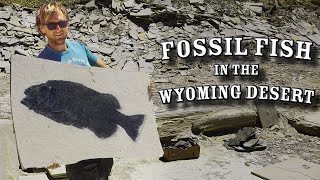 FOSSIL FISH!! | 7 days Fossil Hunting the Green River Formation's 18” layer in Wyoming
