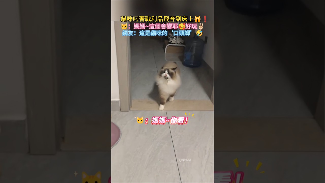 貓咪叼著戰利品飛奔到床上🙀❗ 🐱：媽媽~你看❗這個特別響😁 網友：可怕的‘口頭蟬’🤣 #cat #cute #funny #shorts #funnyshorts