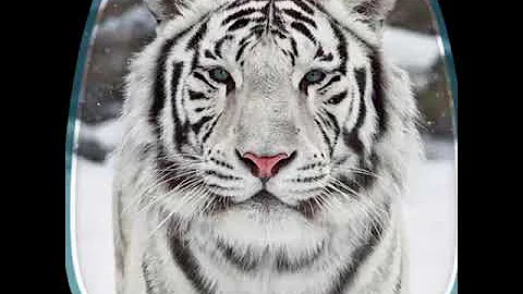 صور خلفيات حيوانات جميله جديده