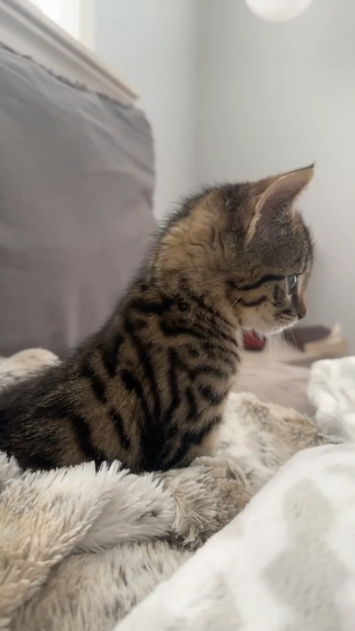 #JasonDeruloTV // Dancing Kitten ? #GotPermissionToPost From TT @chloeread____ #GladUCame