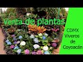 Coyoacán. Viveros de Coyoacán. ¿Dónde comprar plantas? Venta de Plantas. ¿Dónde ir CDMX?