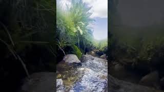 ""Step into stillness. A small stream, and nothing but nature's sound.  #NatureTherapy #CalmMoments"