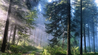 Erzya - Feel it (FL Studio)