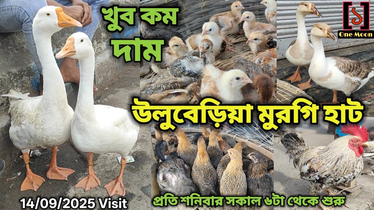 Uluberia Murgi Market | Current Exotic Murgi Market Price Update at Uluberia 14/09/2025 Visit 