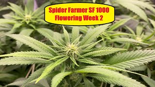 NEW Spider Farmer SF1000 - Delhi Dog Strain Flowering Week 2 - Update 3