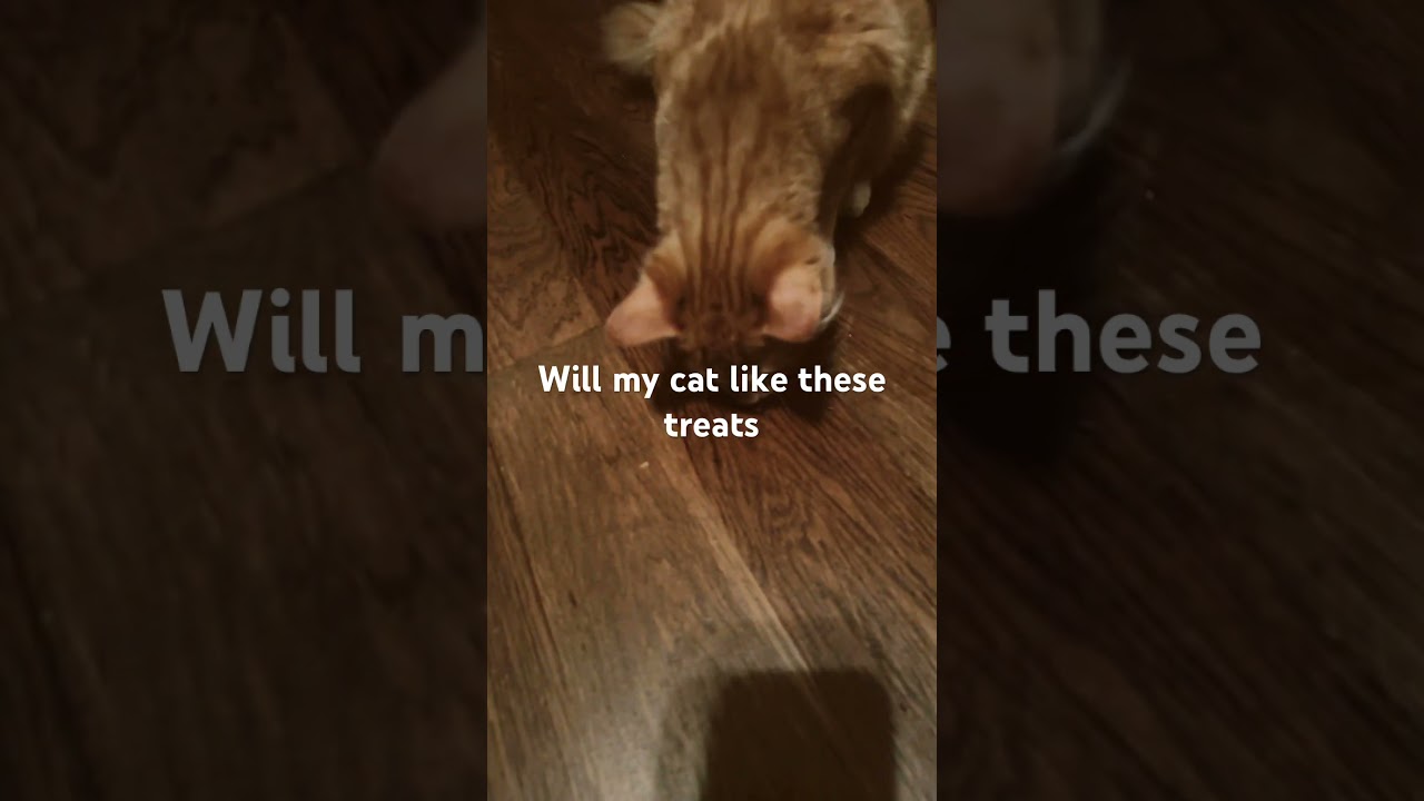 Will pay cat like these treats 