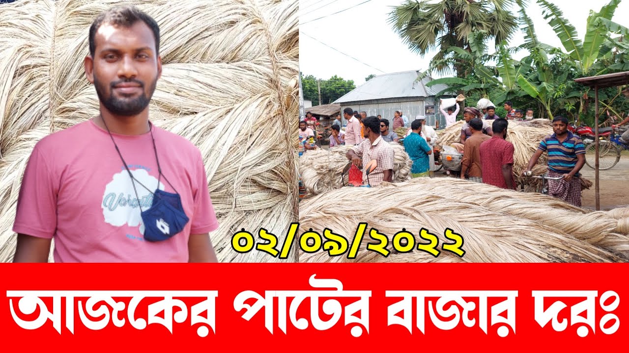 ০২/০৯/২০২২ আজকে পাটের দাম কত জানুন Jute Market Price In Bangladesh YouTube