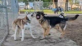 Beautiful Girl At Dog Park Tells Amazing Story Of Dog Rescue by Bodhi's World 793 views 2 months ago 13 minutes, 49 seconds
