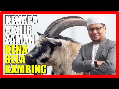 Video: Adakah akan memisahkan biri-biri daripada kambing?