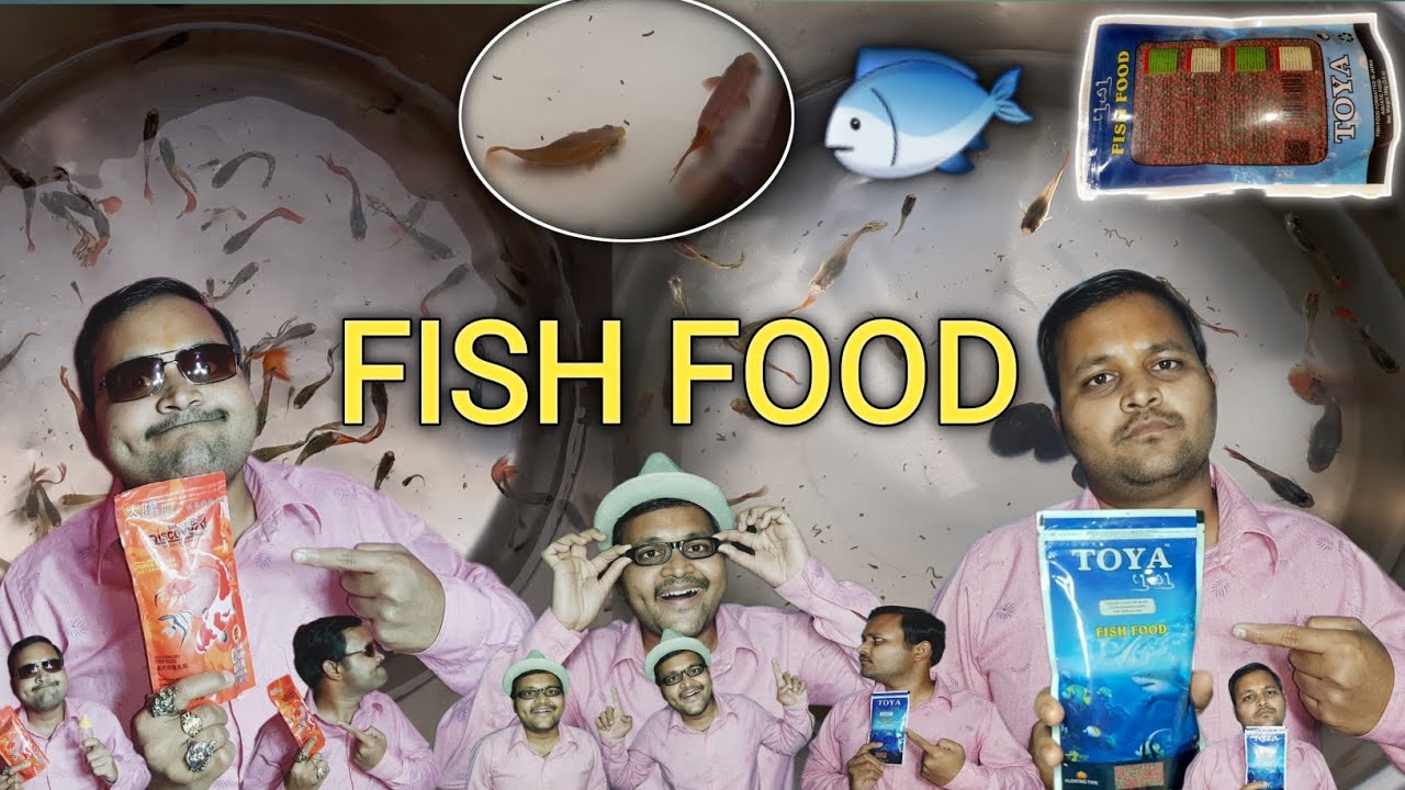 🐟🟦 toya fish food vs 🐠🟥 taiyo pluss discovery special fish food 😱