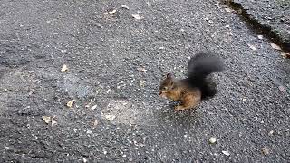 Eichörnchen Bei Den Triberger Wasserfällen Squirrel At The Triberg Waterfalls