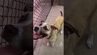 Meet Fernando A Terrier, American Pit Bull Currently Available For Adoption 5102023 90632 Am