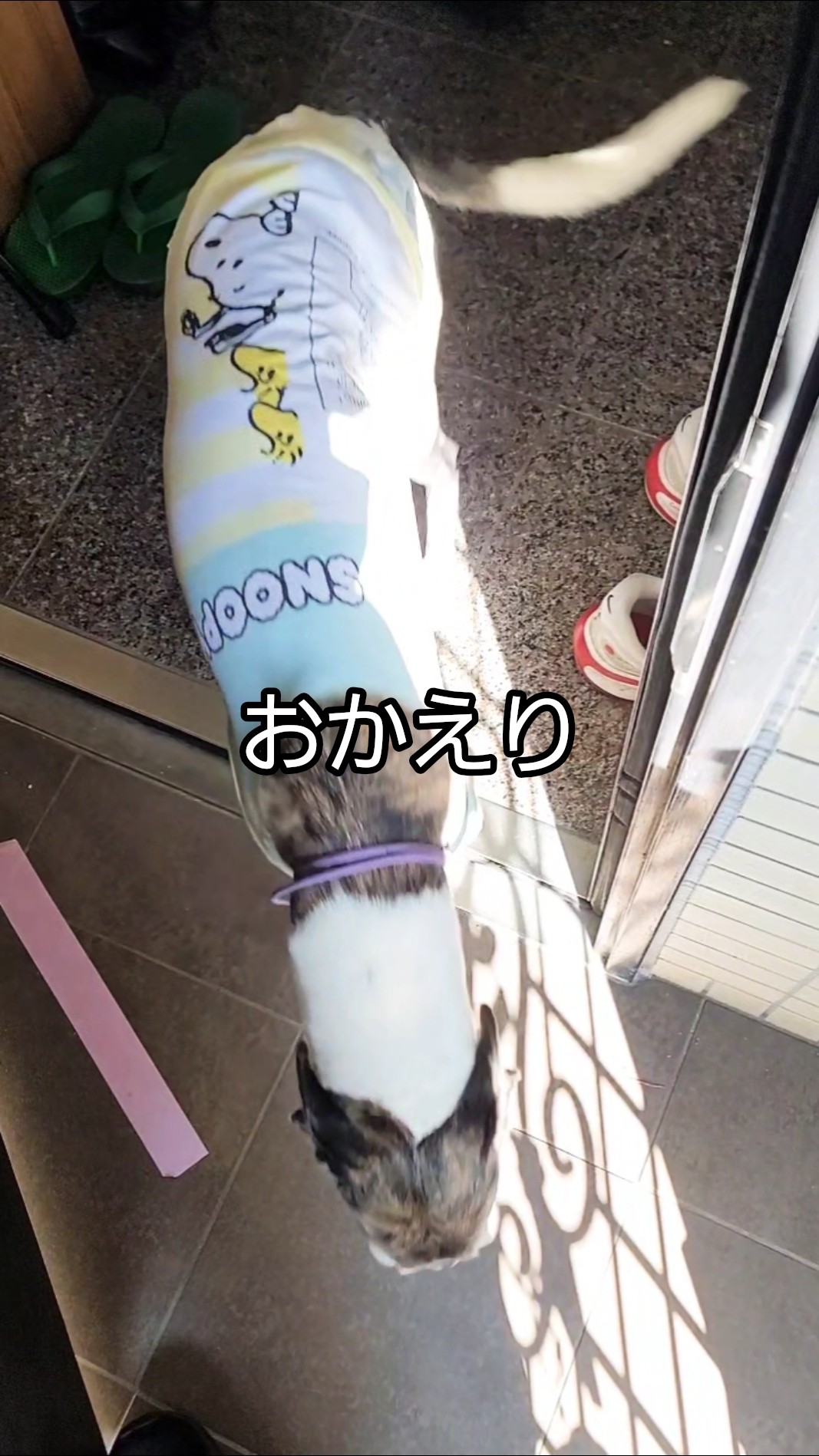 今日もお出迎えイッヌ🐶 #dog #family - YouTube