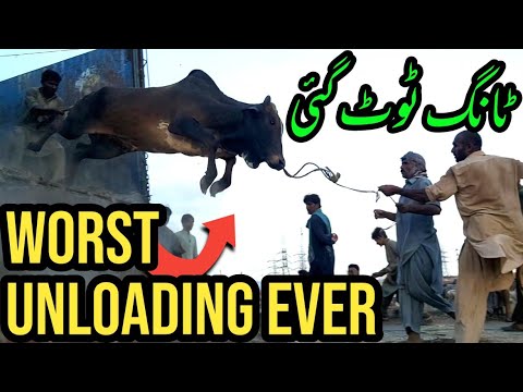 UNLOADING Ke Doran Tang Toot Gai   Worst Unloading Ever at Sohrab Goth Cow Mandi 2020 Bakra Eid 2020