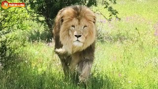 Наша долгожданная встреча с Олежкой. Самый гламурный лев Тайгана Olezhka most glamorous lion. Taigan