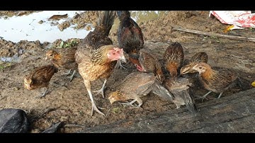 28/6/24 ลูกไก่ป่าผสนF 1 me nyuam qaib qus F 1