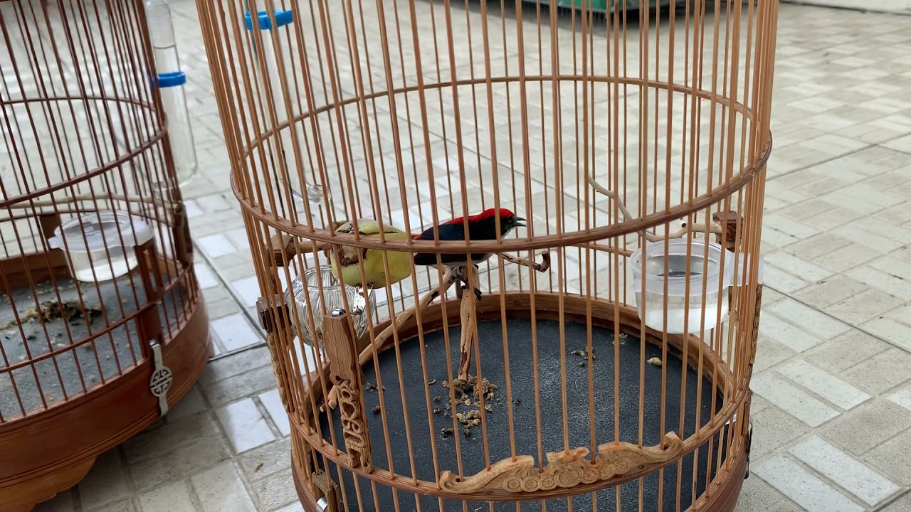 P2 - CÁCH NUÔI CHIM ỐC MÍT HÓT MÚA HAY NHẤT