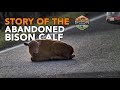 The Story of the Abandoned Bison Calf - May 2019 - Yellowstone National Park