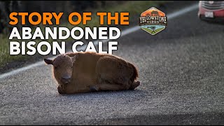 Story of the Abandoned Bison Calf - 2.7M Views, 112K Likes - Yellowstone National Park