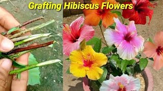 Make different Hibiscus flowers in one plant / Grafting technique