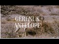 gerenuk antelope | documentary