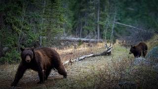 I Left Trail Cameras Out All Spring... I Wasn't Expecting This