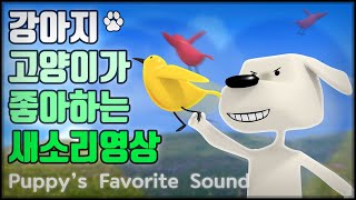 강아지가 좋아하는 새소리 영상 (Sounds of nature) 강아지가 보는 유튜브 - 고양이도 좋아해요~