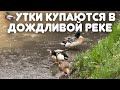 Утки купаются в дождливой реке