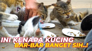 JALAN PAGI SAMBIL STREET FEEDING, KUCINGKUCING PADA RAKUSS!!