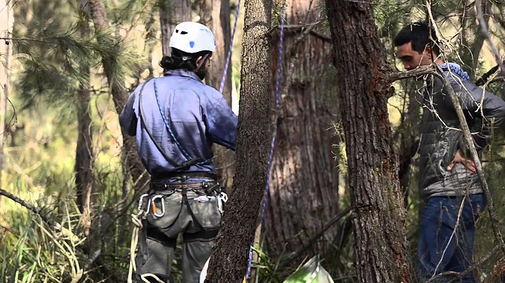 Southern Highlands Koala Conservation Project