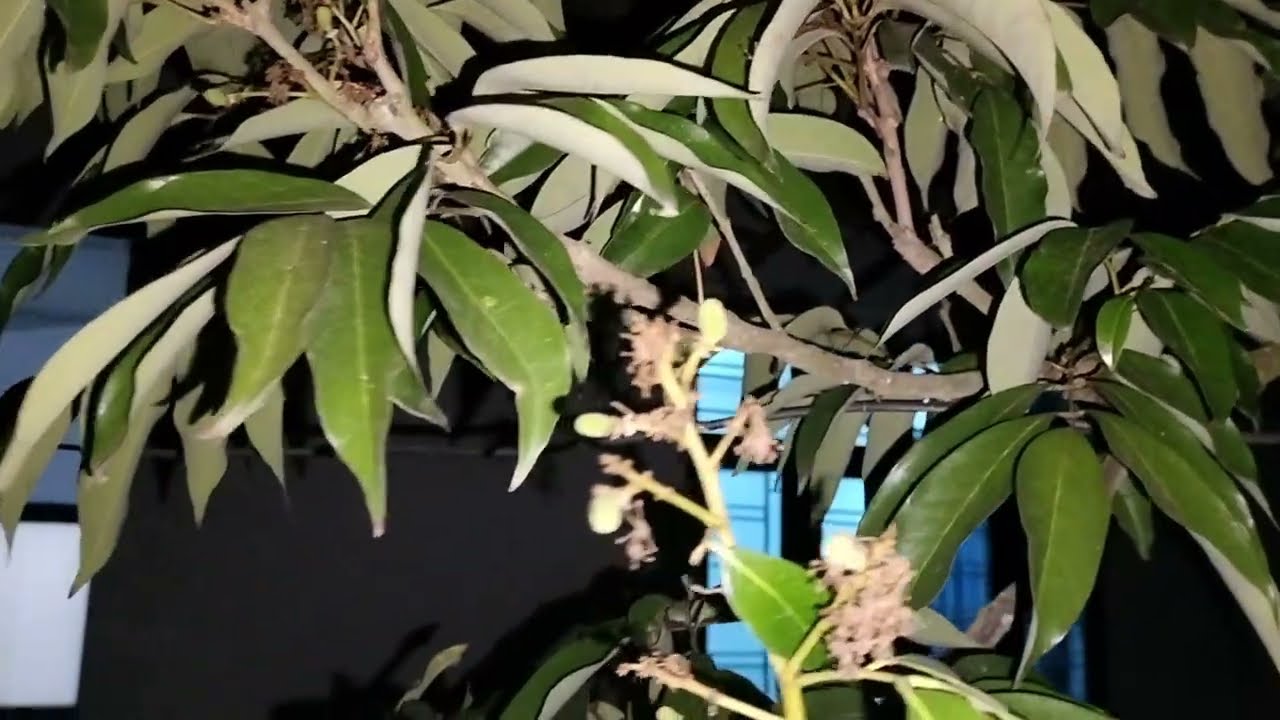 Tưới kích vải chỉ ra lộc, chăm hoa tốt thì không có quả. Tạo khô hạn ra hoa đậu quả hơn.