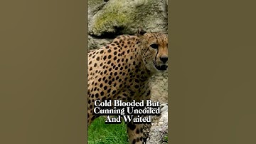 A Snow Leopard vs Python : Ultimate Showdown!#snowleopard#python#shorts#wildanimals#brutal#ultimate