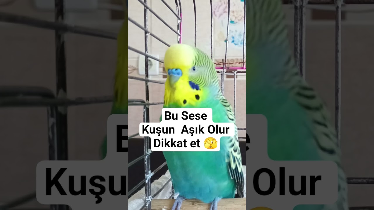 Muhabbet Kuşunun Aşık olacağı #ıslık #muhabbetkuşu #talkingparot #blackfacebudgie #birdsong #parrot