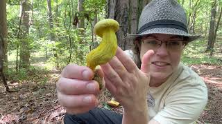 Why do boletes turn blue? Also chanterelles, ornate-stemmed Retiboletus ornatipes + Galiella rufa