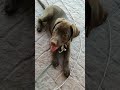 LAIKA EN MODO REPOSO!!