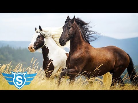 Video: Najzanimljivije činjenice O Arapskim Konjima