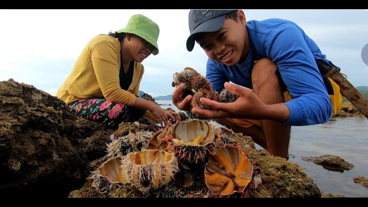 Sea Urchin Farming Harvesting And Processing in Factory 2023 YouTube