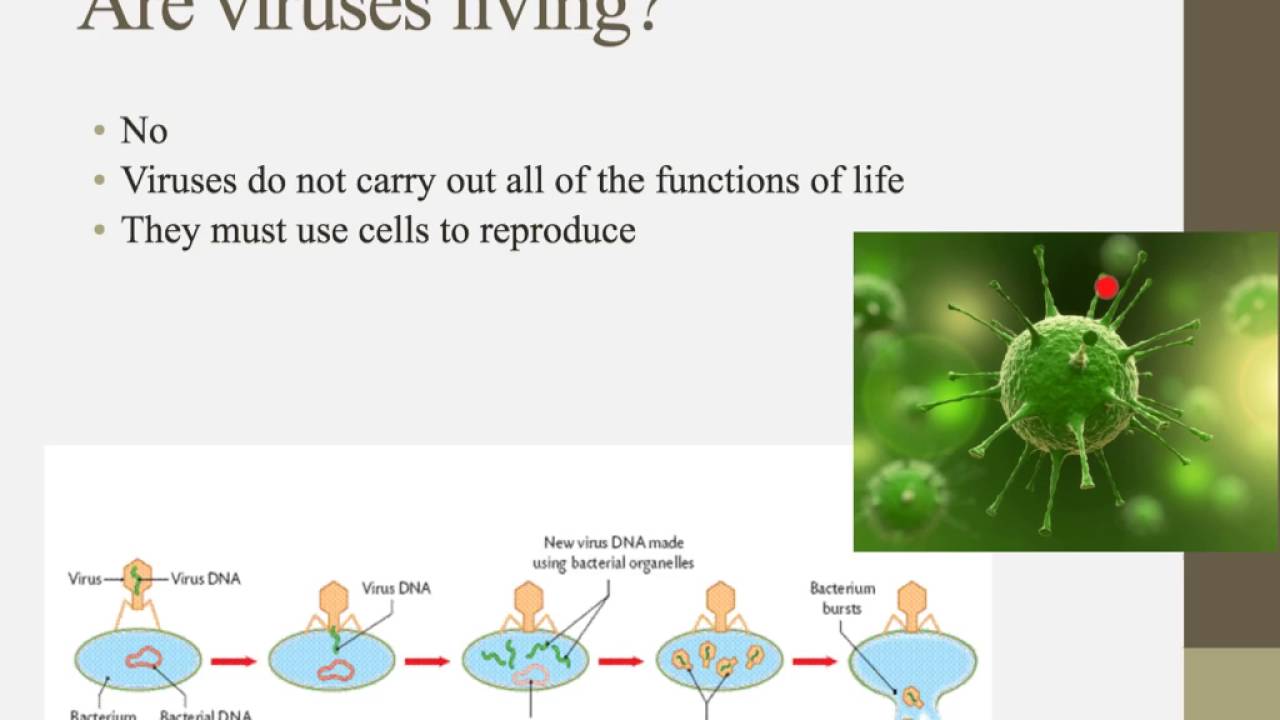 IB Biology. IB Biology revision Notes.