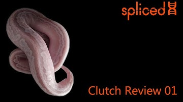 Ball Python Egg Cutting Gone Wrong - Dry Eggs