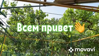 254ч🏡-Обзор сада и планы на него/Где взять методичку?/Пересадила томаты