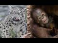 Chester Zoo 2025 A Year Of Baby Booms Big Wins 
