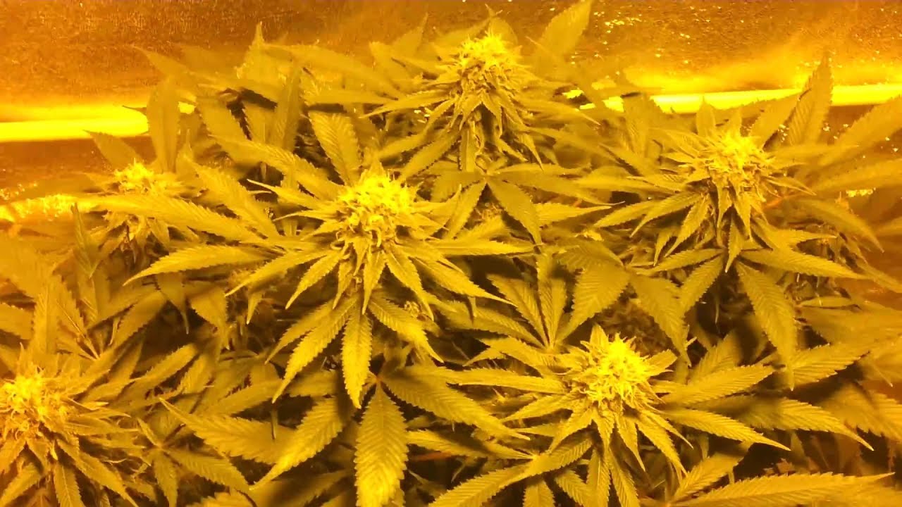 Critical 47 en su 6º semana de floracion.