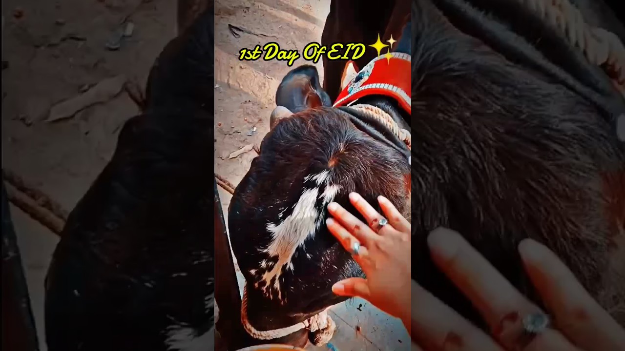 Bakra Eid Minivlog ✨ 💖🐃🐂 