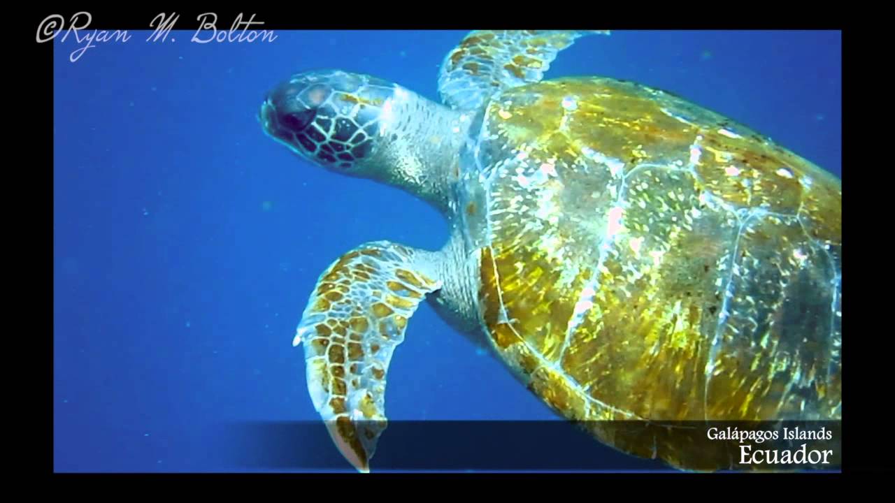 Sea Turtle eats Jellyfish in Galapagos Islands HD video YouTube